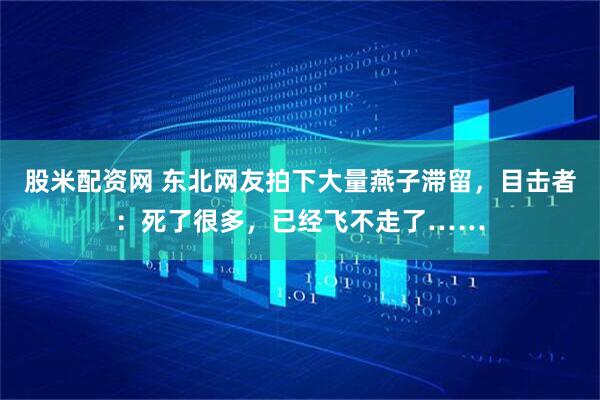 股米配资网 东北网友拍下大量燕子滞留，目击者：死了很多，已经飞不走了……