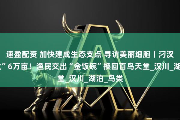 速盈配资 加快建成生态支点 寻访美丽细胞丨汈汊湖“长大”6万亩！渔民交出“金饭碗”换回百鸟天堂_汉川_湖泊_鸟类